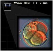 Fertilized Egg